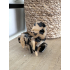 haarklem -leopard-