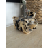 haarklem leopard 